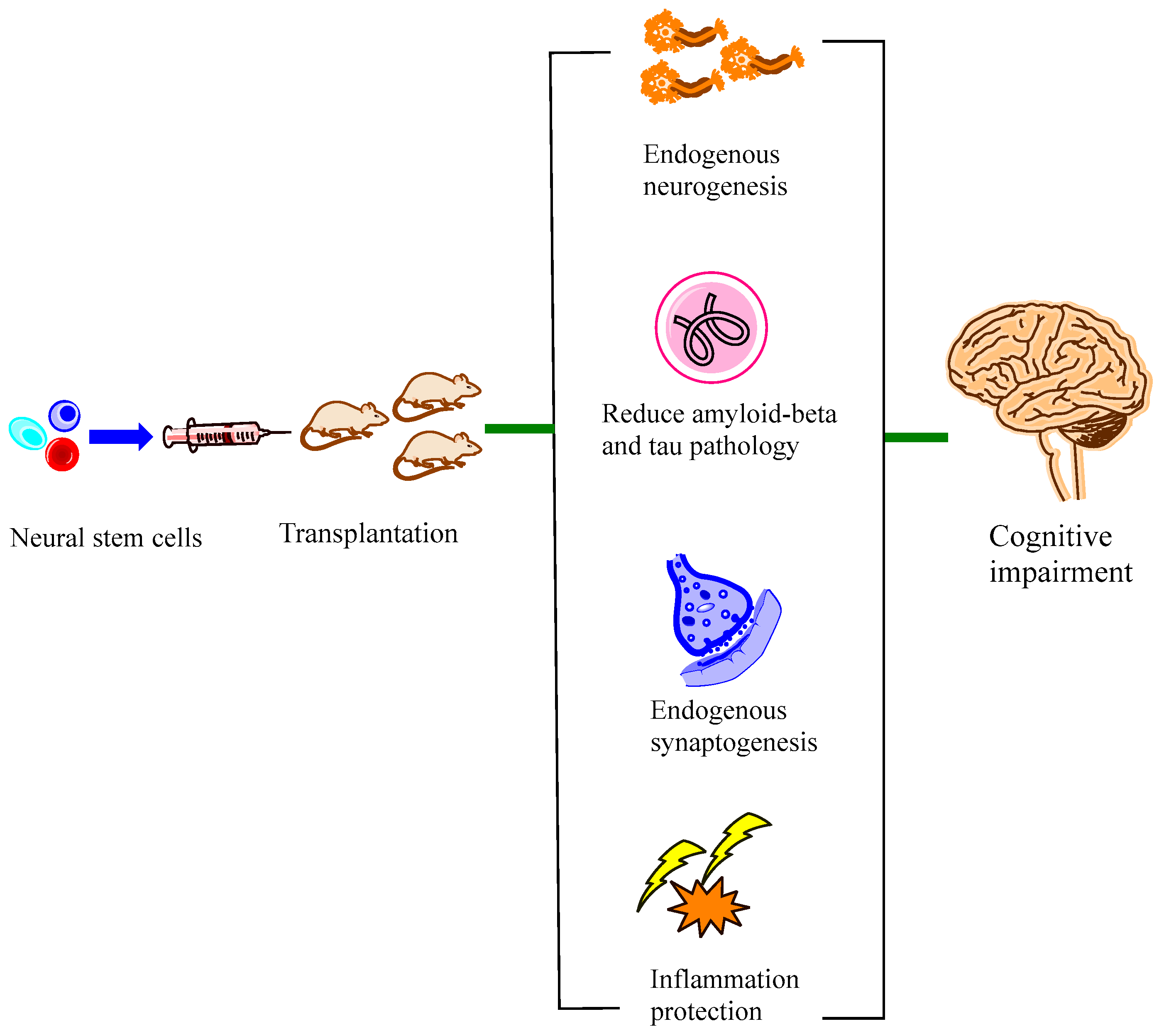 圖1：神經(jīng)干細(xì)胞移植與認(rèn)知障礙修復(fù)機(jī)制