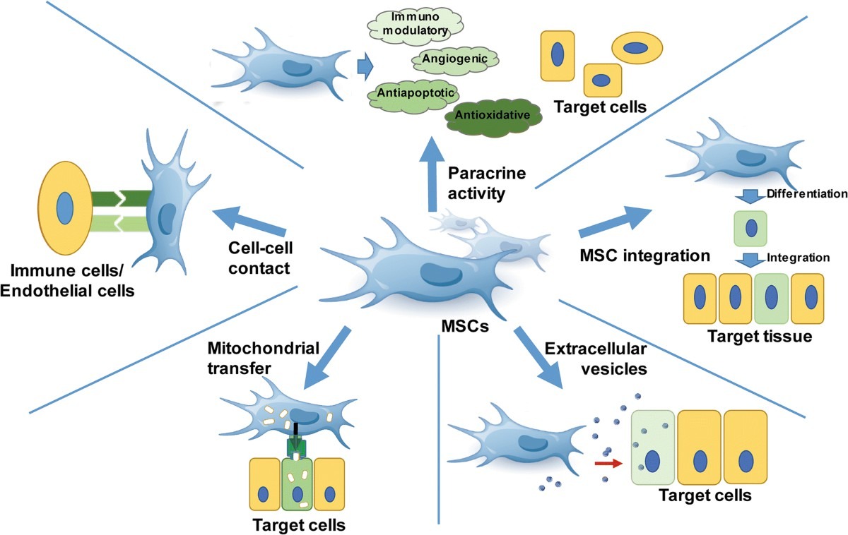 圖2 ：間充質(zhì)干細(xì)胞的機(jī)制