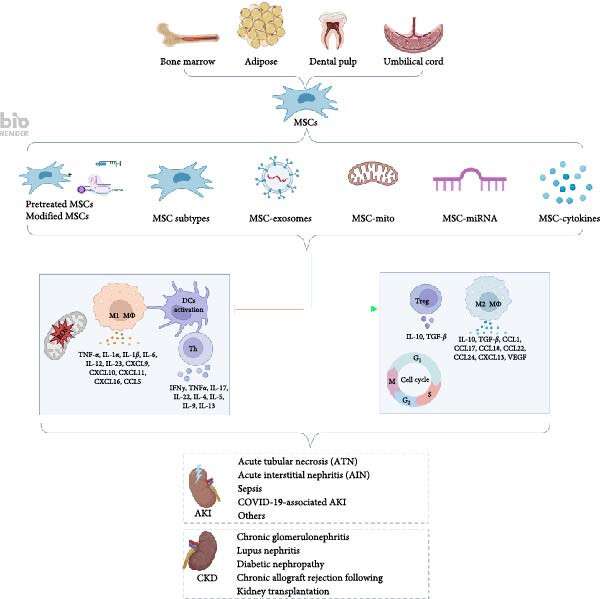 圖1：間充質(zhì)干細(xì)胞介導(dǎo)的免疫調(diào)節(jié)和組織修復(fù)在腎臟疾病中的機(jī)制。