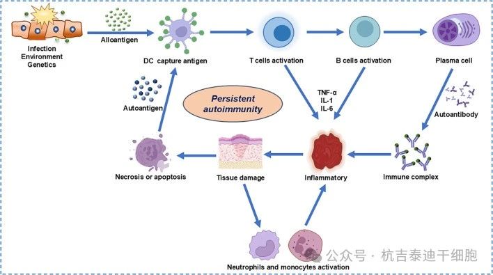 圖2：自身免疫性疾病的細(xì)胞和分子發(fā)病機(jī)制。