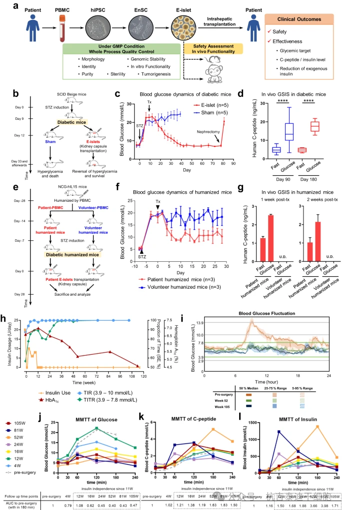 圖1：2型糖尿病患者自體E型胰島移植的臨床前研究和臨床結(jié)果