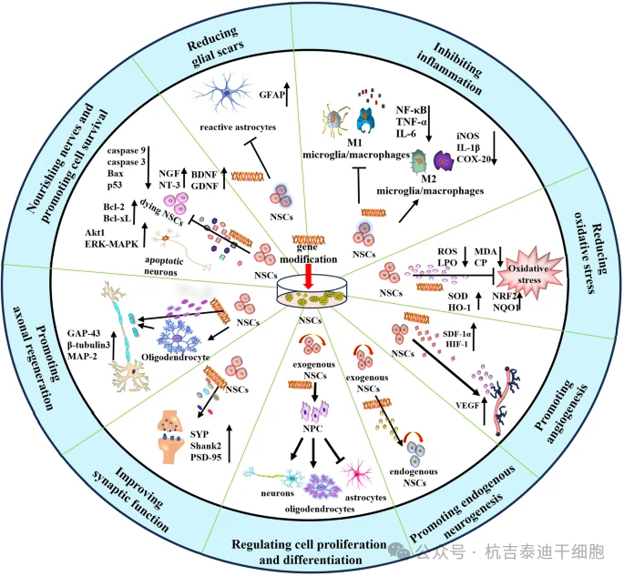 基因改造對(duì)神經(jīng)干細(xì)胞在神經(jīng)損傷中的生物學(xué)效應(yīng)的詳細(xì)說明?；蚋脑斓腘SC是特定分子的理想載體，可最大限度地發(fā)揮細(xì)胞治療的潛力，并通過多種機(jī)制產(chǎn)生更高的治療效率