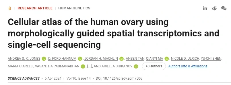 利用形態(tài)引導的空間轉錄組學和單細胞測序繪制人卵巢細胞圖譜