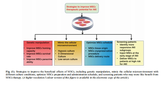 圖3：改善間充質(zhì)干細(xì)胞有益效果的策略