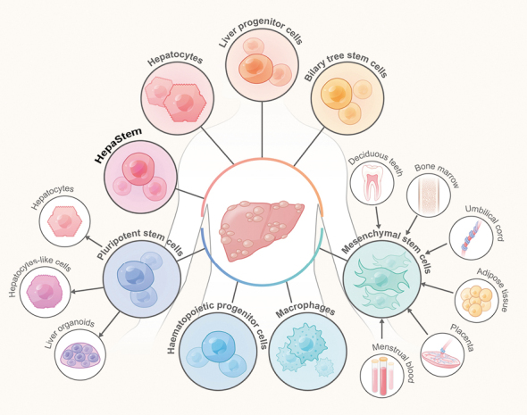 圖1：用于治療終末期肝病的細(xì)胞來(lái)源和類(lèi)型