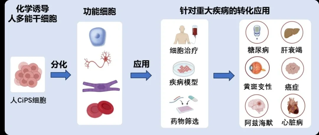 化學(xué)誘導(dǎo)人多能干細(xì)胞的應(yīng)用前景